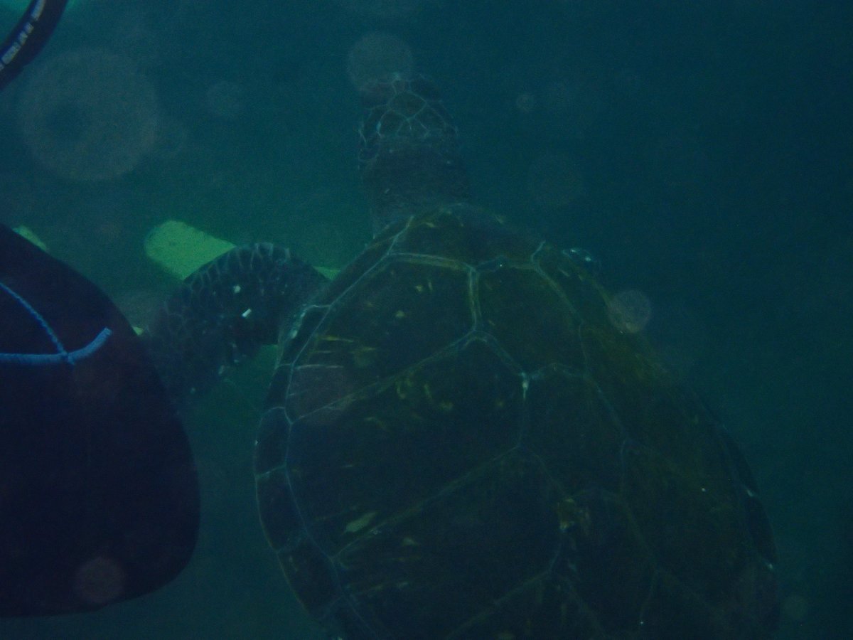 Underwater Wreck Dive, Shizuoka photo 5