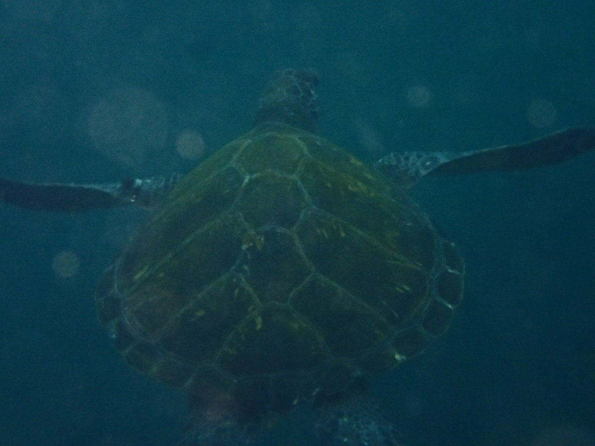 Underwater Wreck Dive, Shizuoka photo 6