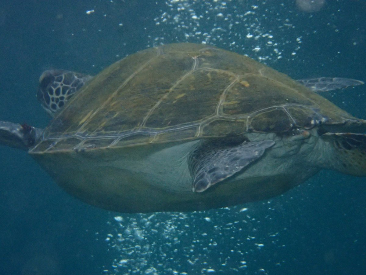Underwater Wreck Dive, Shizuoka photo 7
