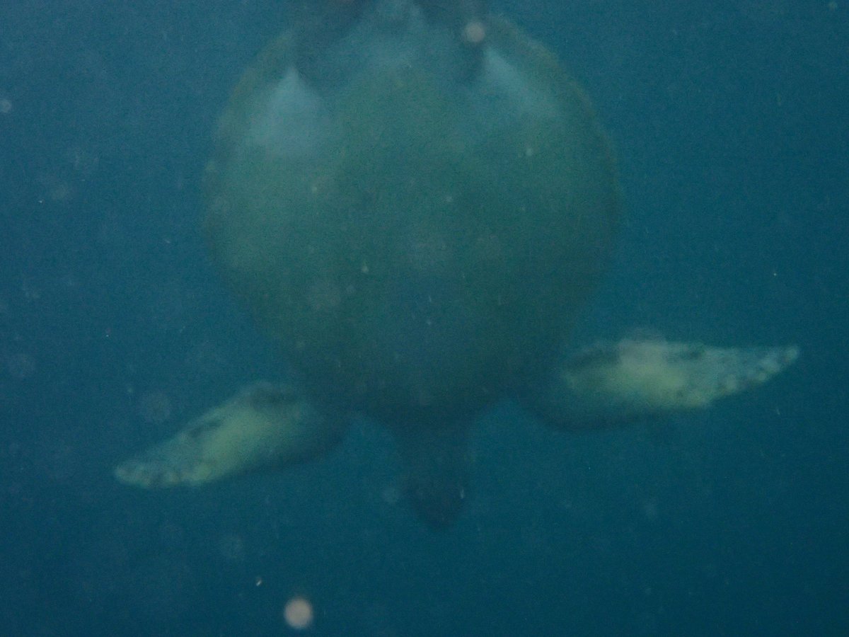 Underwater Wreck Dive, Shizuoka photo 8