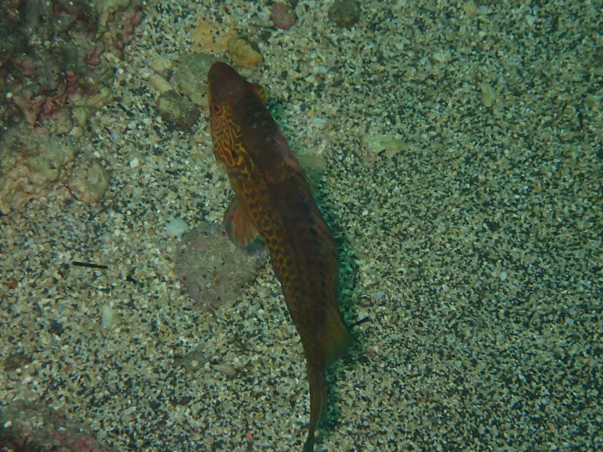 Underwater Wreck Dive, Shizuoka photo 9