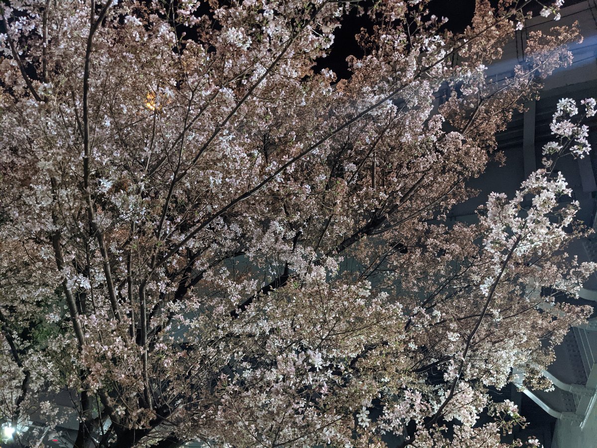 Cherry Blossoms in Full Bloom, Ishiwara Sumida