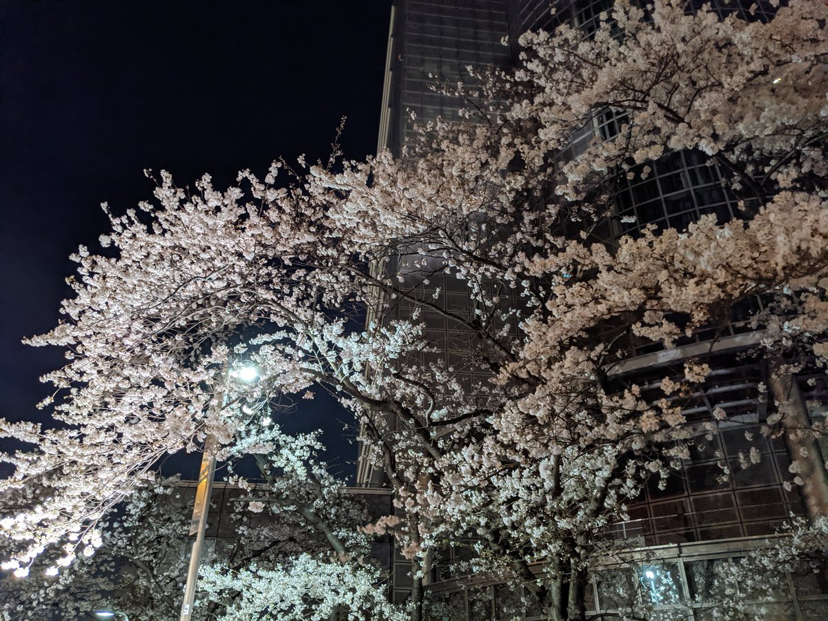 Azumabashi Sakura at Night, Tokyo