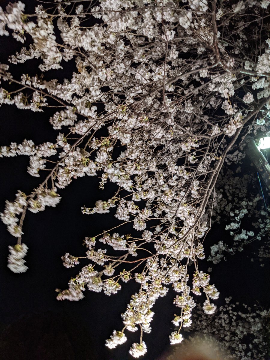Azumabashi Sakura at Night, Tokyo photo 2