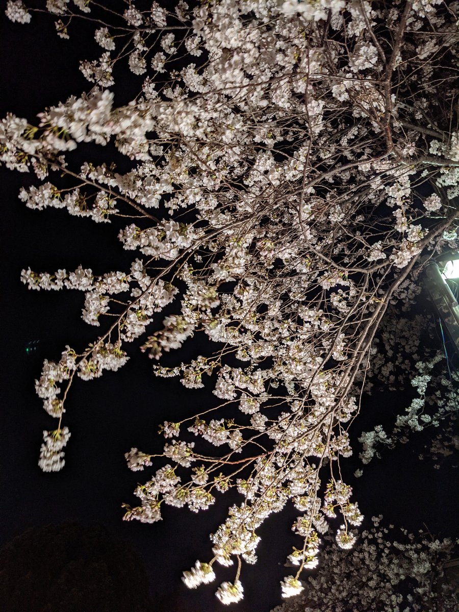 Azumabashi Sakura at Night, Tokyo photo 3
