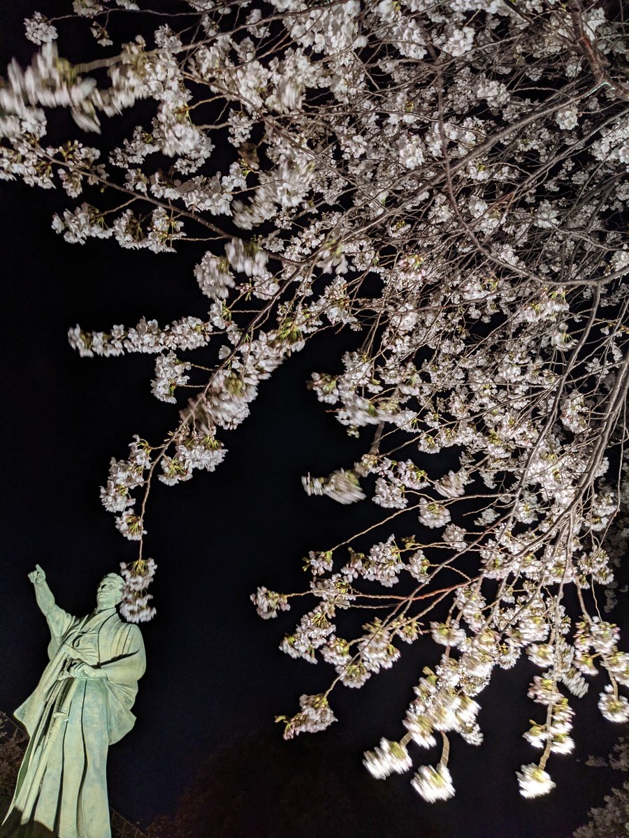 Azumabashi Sakura at Night, Tokyo photo 4