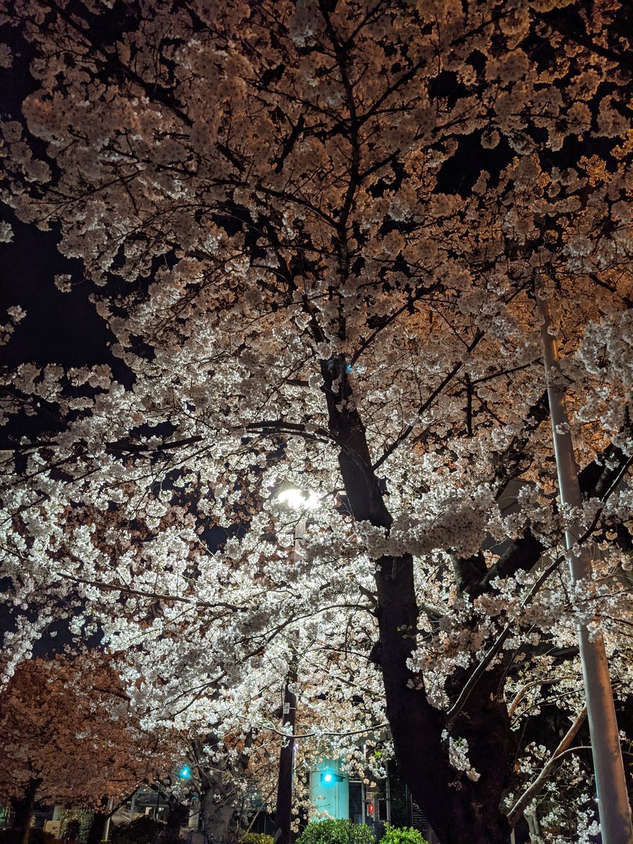 Azumabashi Sakura at Night, Tokyo photo 5