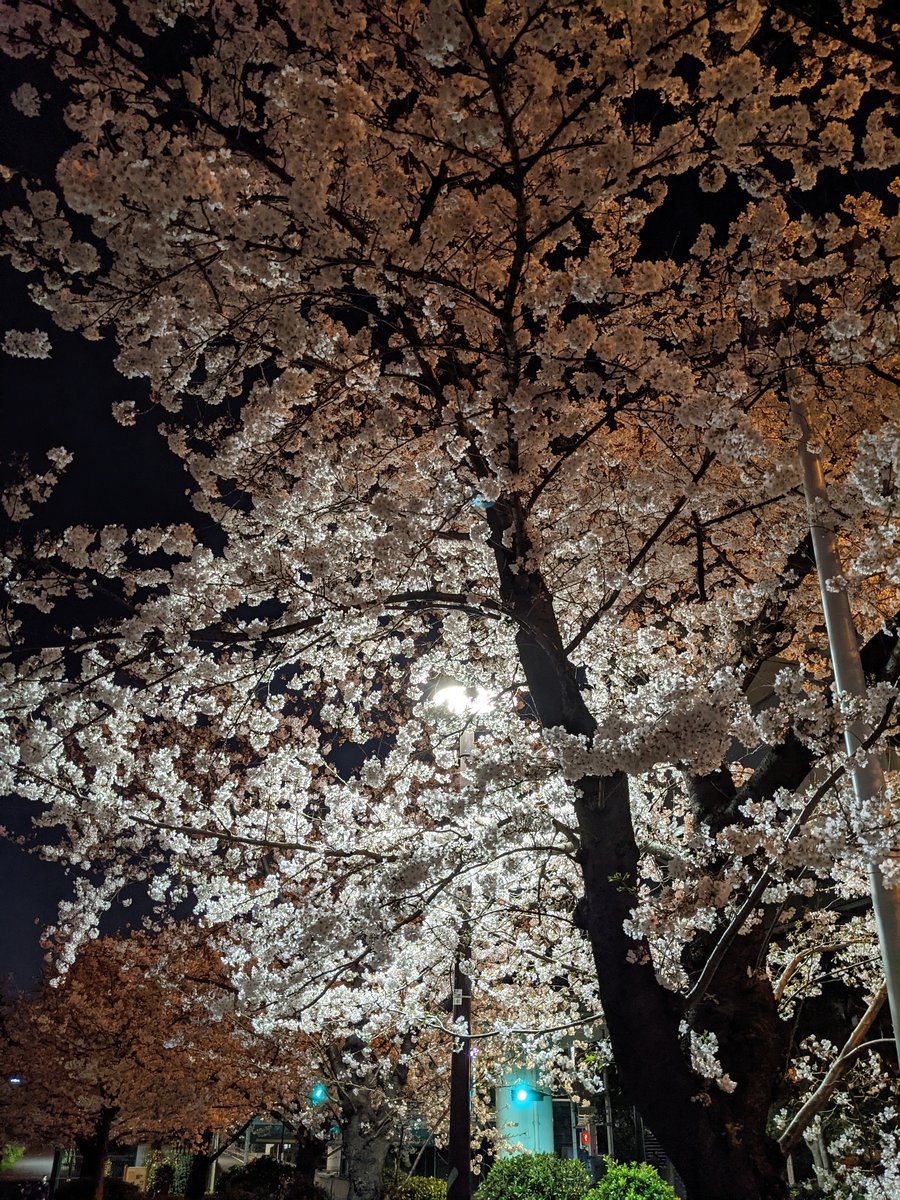 Azumabashi Sakura at Night, Tokyo photo 6