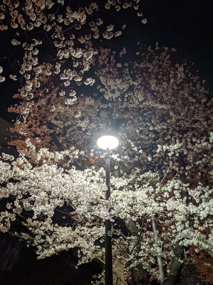 Azumabashi Sakura at Night, Tokyo photo 7