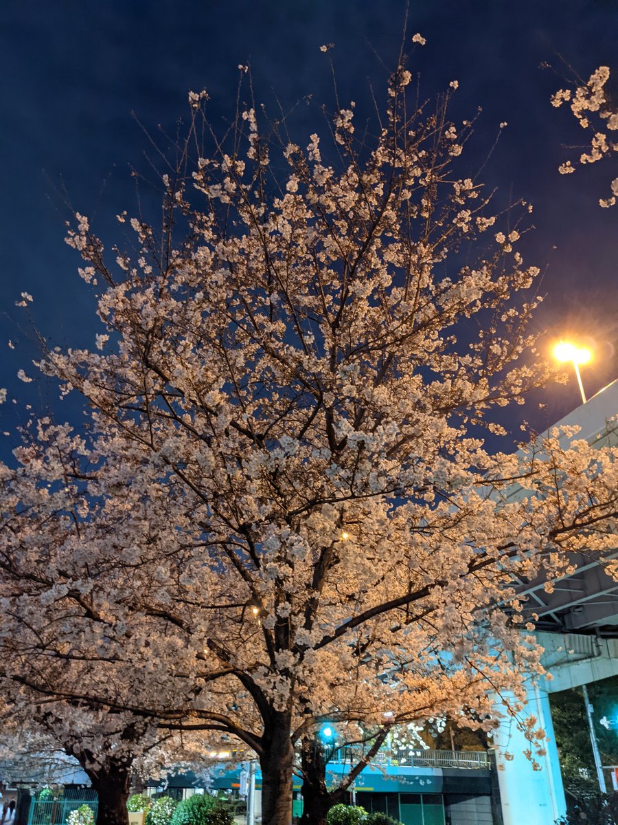 Azumabashi Sakura at Night, Tokyo photo 8