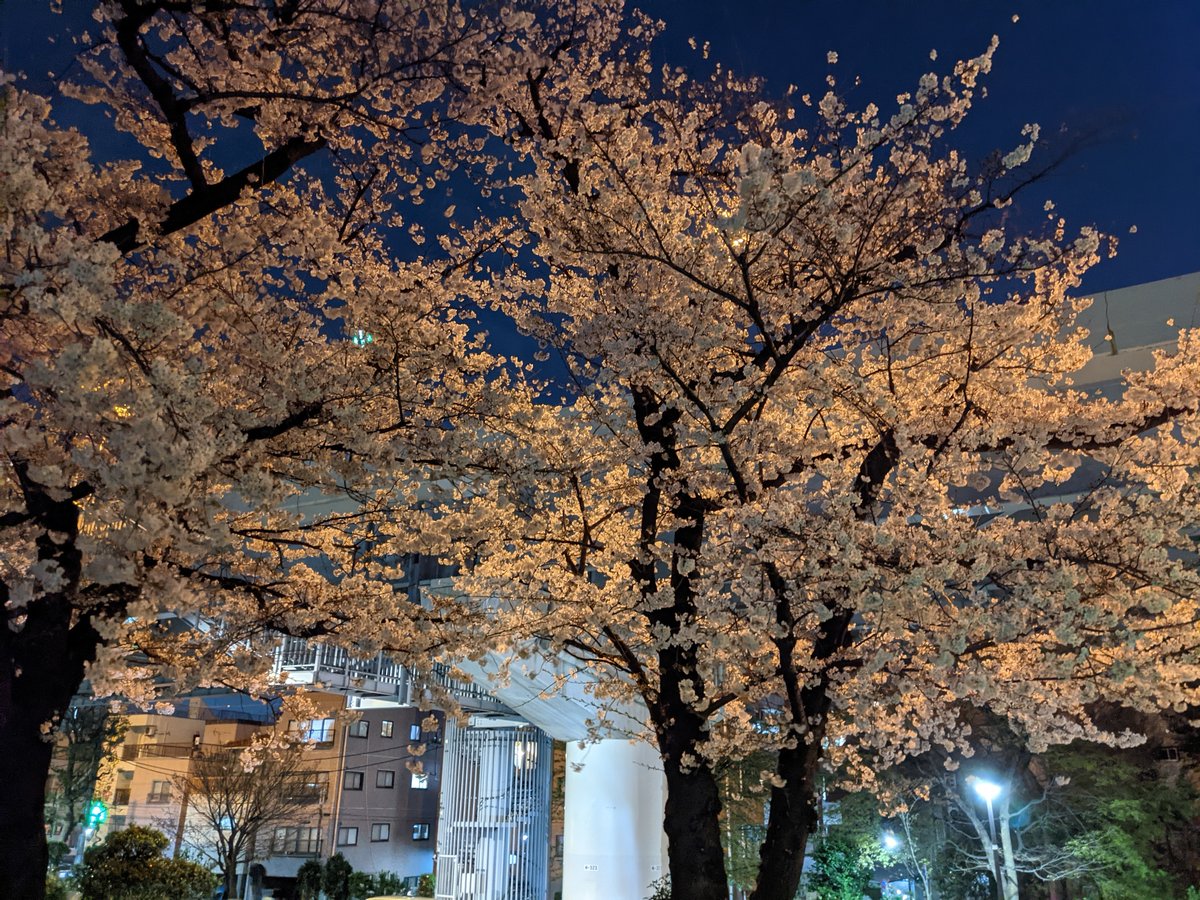 Azumabashi Sakura at Night, Tokyo photo 9