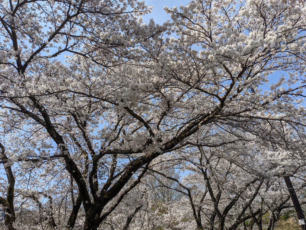 Peak Sakura Season in Wakayanagi, Sagamihara