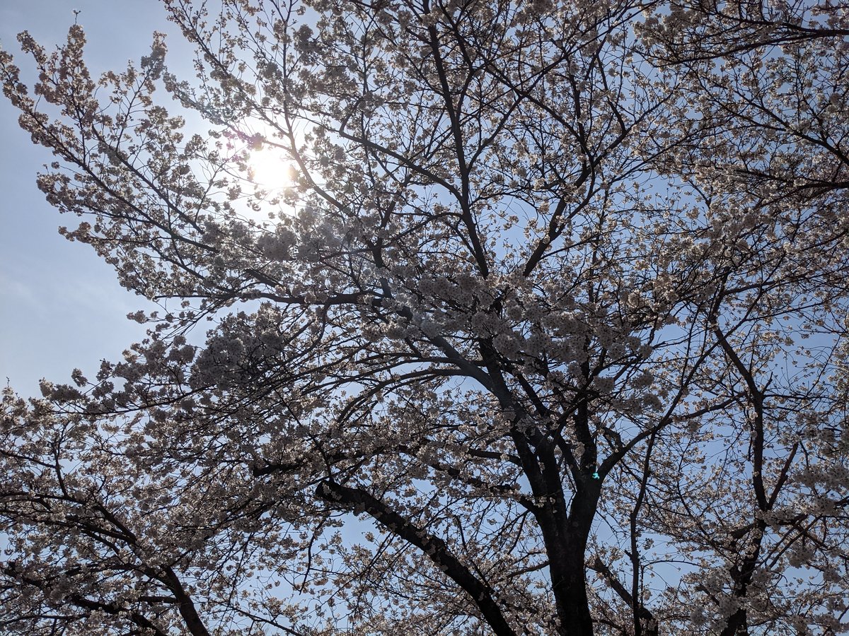 Peak Sakura Season in Wakayanagi, Sagamihara photo 2