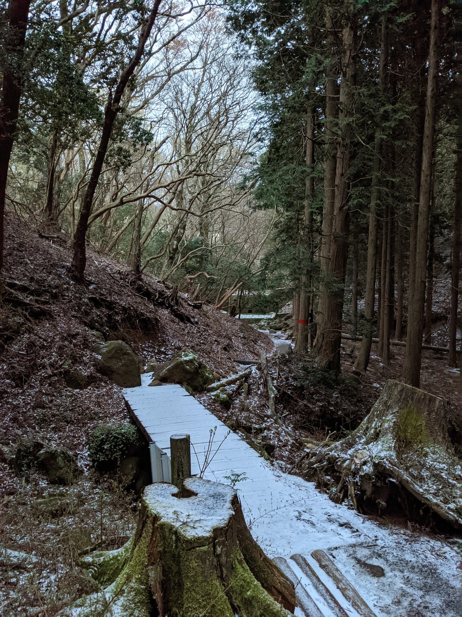 Mt. Amagi Forest Trail at Dawn, Izu