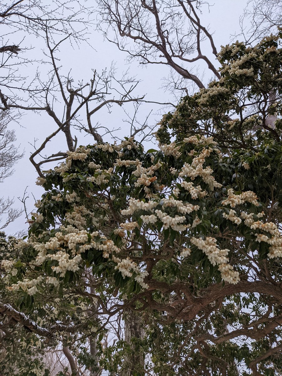 Mt. Banjirodake Summit Sign, Early Spring Snow photo 4