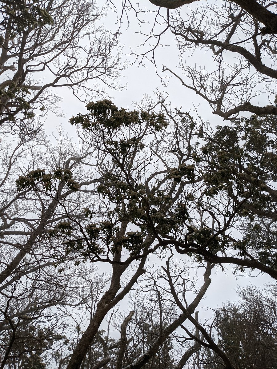 Early Spring Forest Canopy, Izu Shizuoka