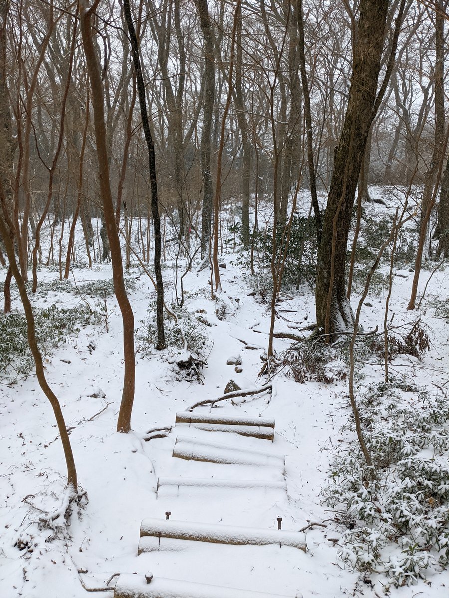 Mt. Amagi Forest Trail in Early Spring Snow, Izu photo 2