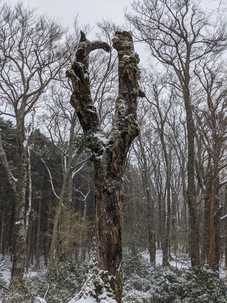 Mt. Amagi Forest Trail in Early Spring Snow, Izu photo 3
