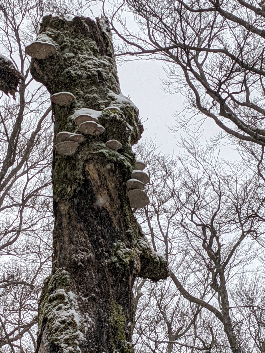 Mt. Amagi Forest Trail in Early Spring Snow, Izu photo 4