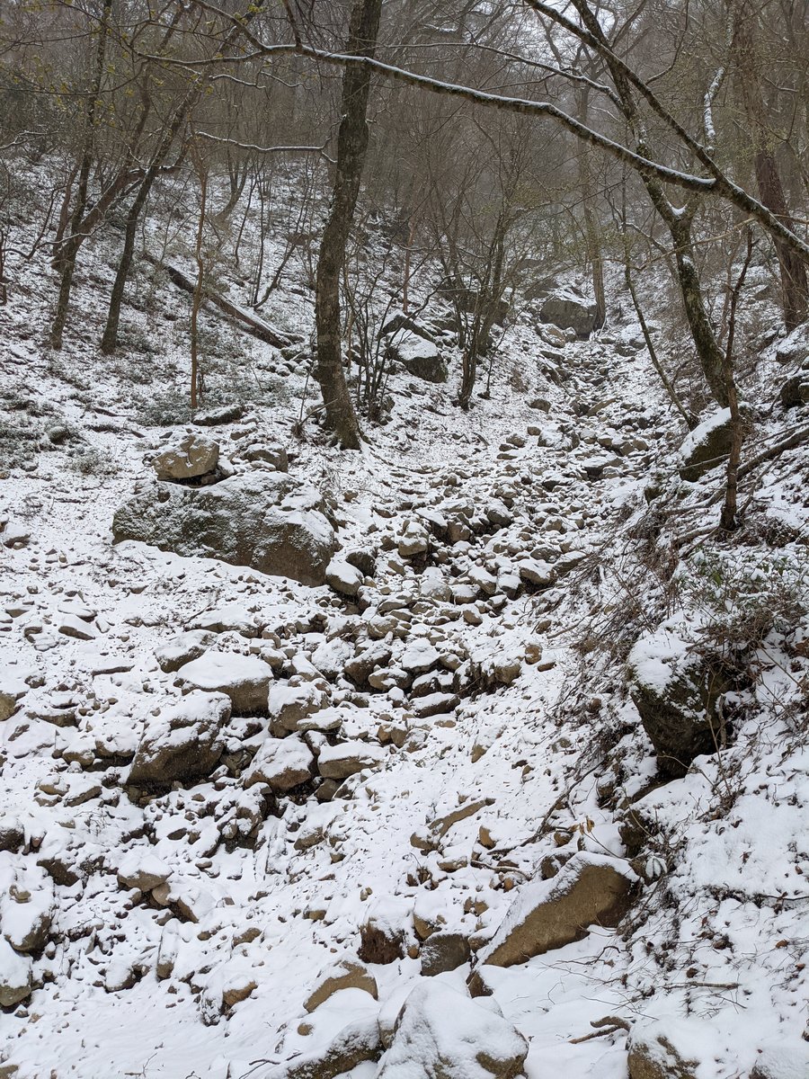 Mt. Amagi Forest Trail in Early Spring Snow, Izu photo 5