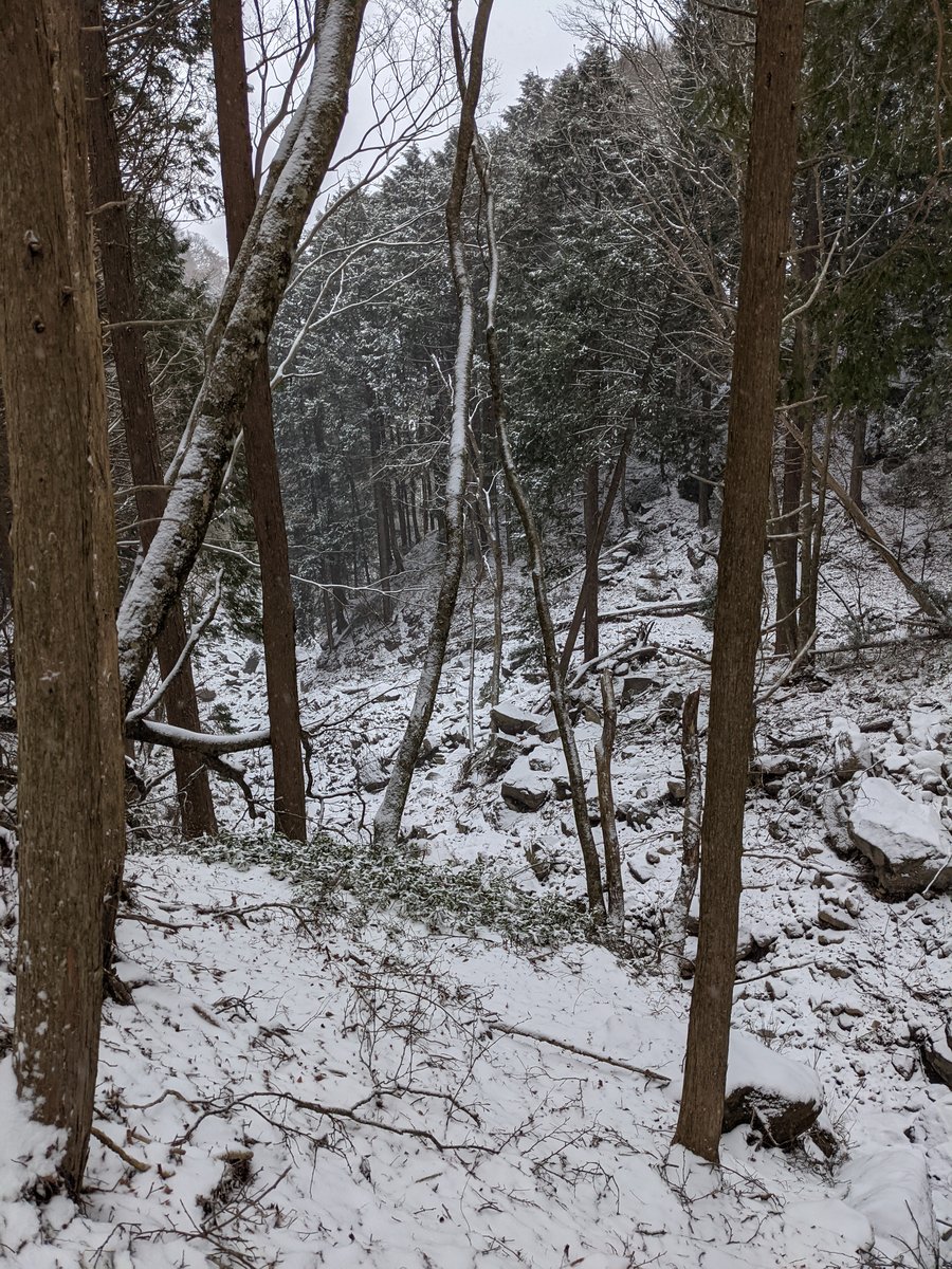Mt. Amagi Forest Trail in Early Spring Snow, Izu photo 6