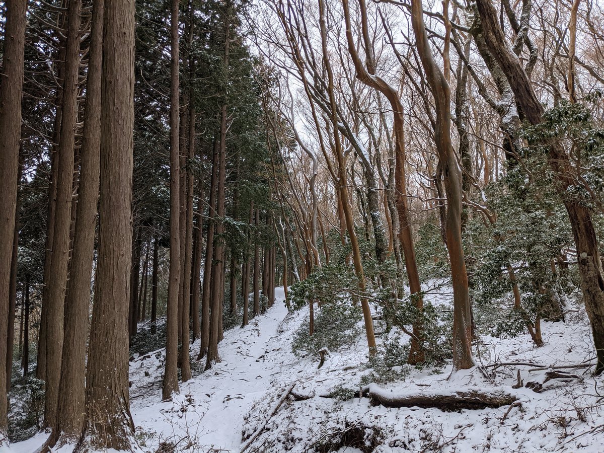 Mt. Amagi Forest Trail in Early Spring Snow, Izu