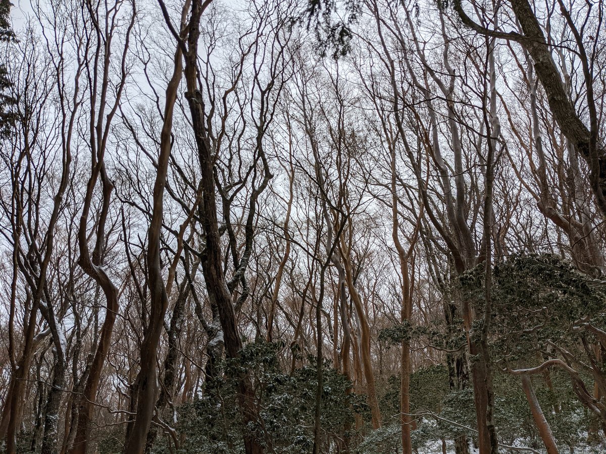Mt. Amagi Forest Trail in Early Spring Snow, Izu photo 2