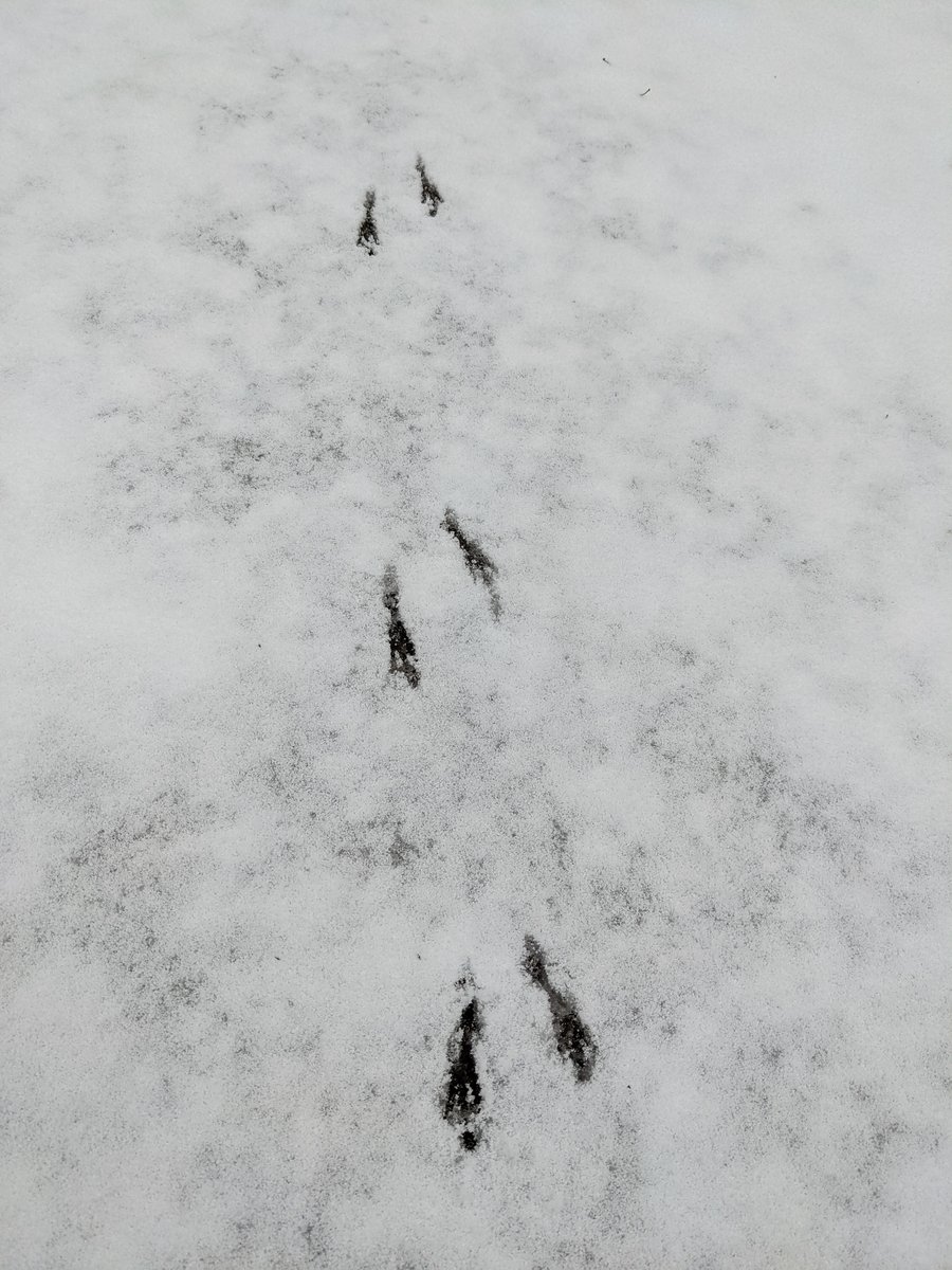 Mt. Amagi Forest Trail in Early Spring Snow, Izu photo 3