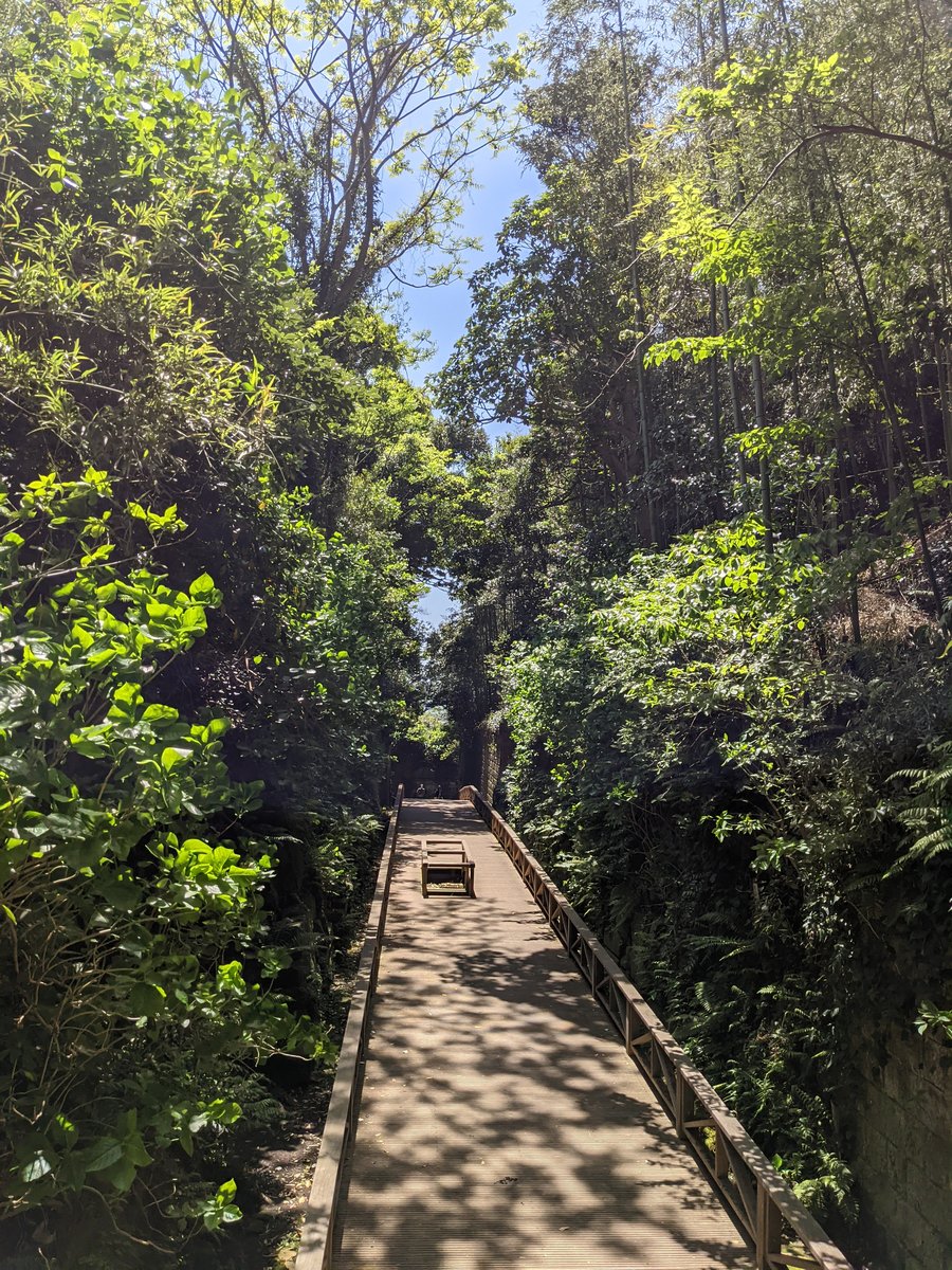 Forest Bridge Trail, Kanagawa — Spring Canopy Walk