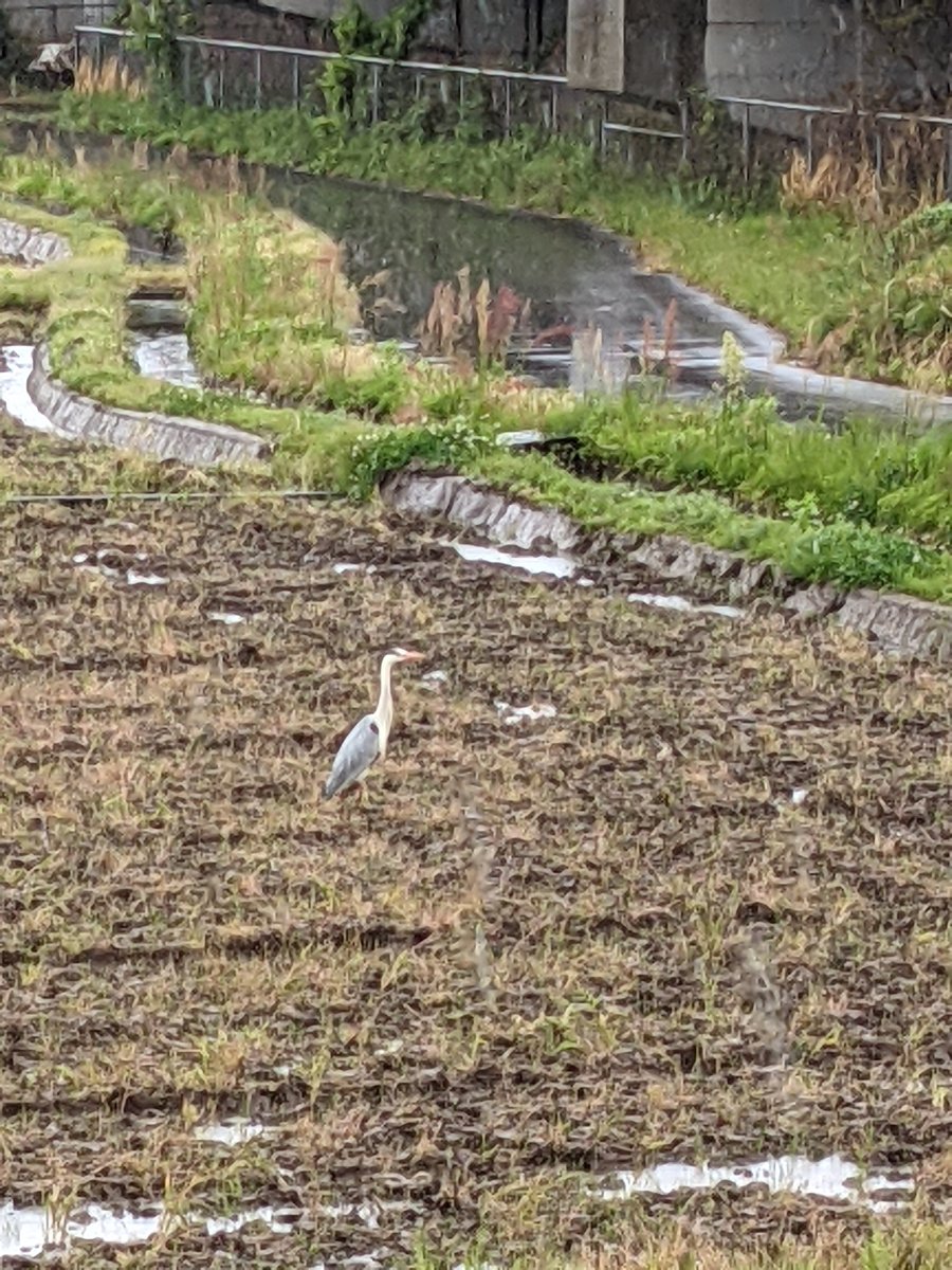 Rice Fields & Herons, Shimoyoshida Tottori