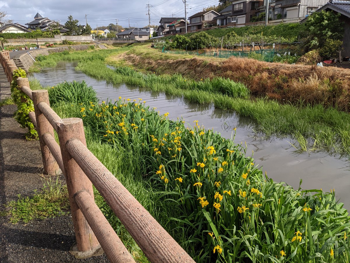 Yabase Rice Fields in Spring Bloom, Tottori