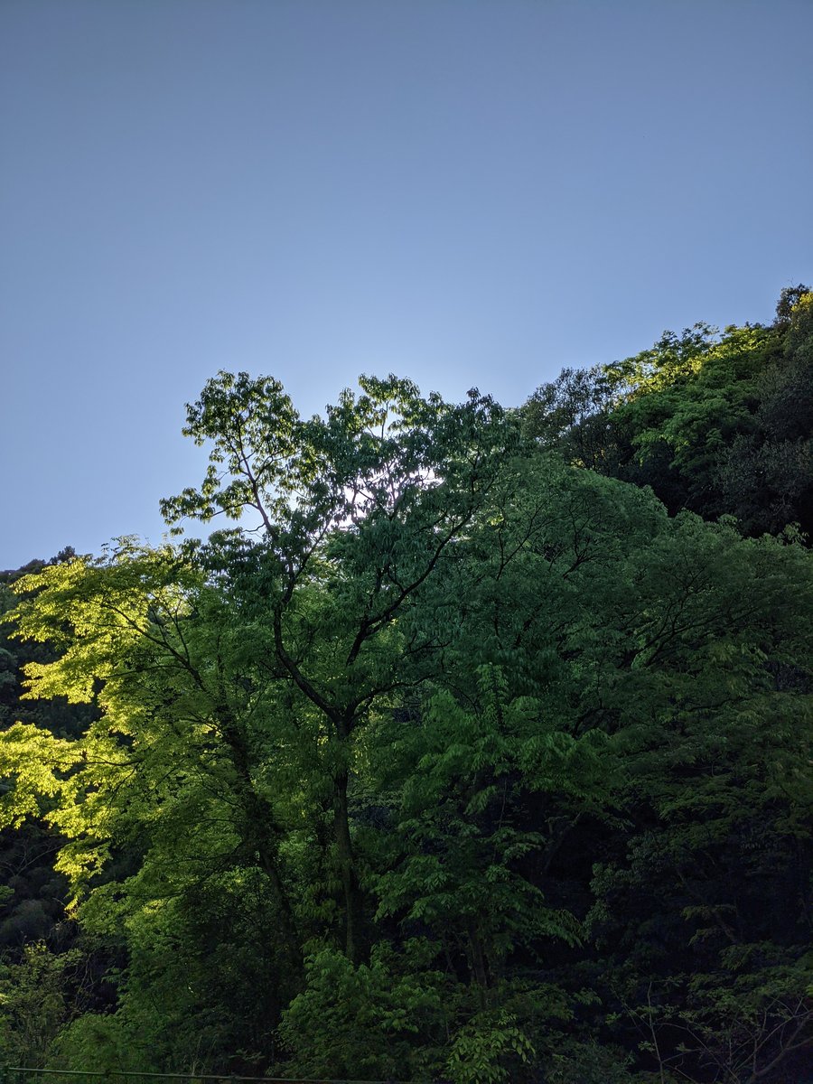 Forest Light in Asayamacho-Senyama, Shimane