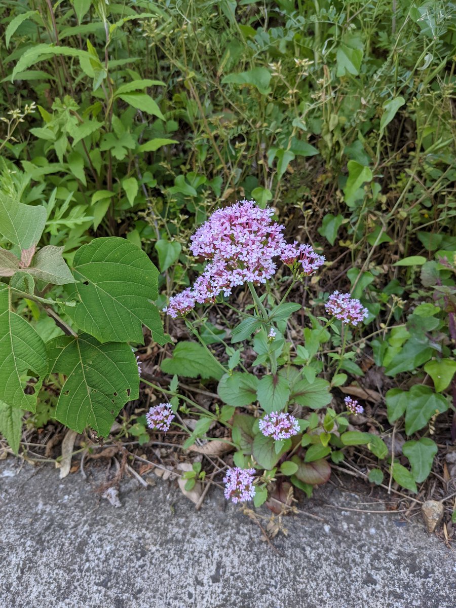 Wild Flowers Along Misumicho-Okami, Shimane