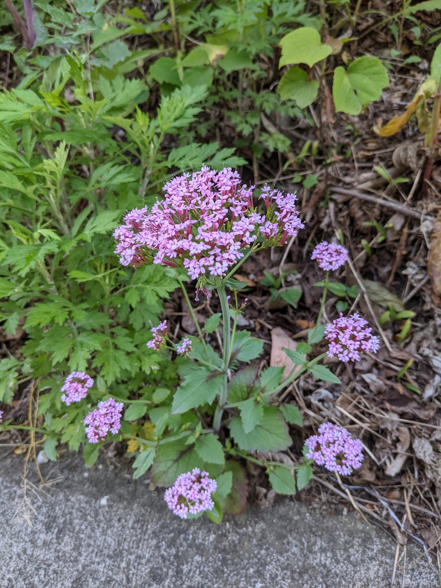 Wild Flowers Along Misumicho-Okami, Shimane photo 2