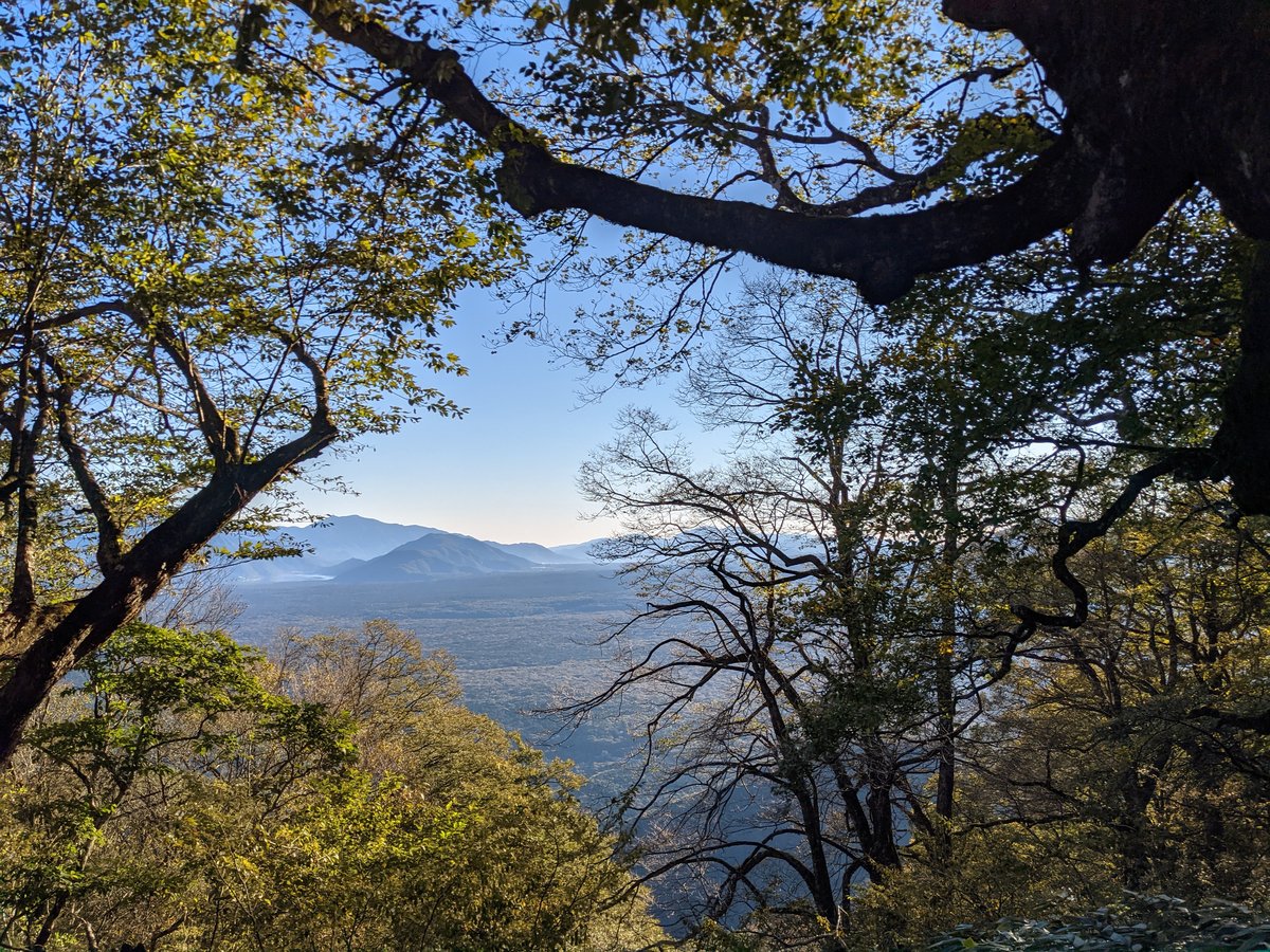 Early Morning Forest View of Mt. Fuji, Fujikawaguchiko
