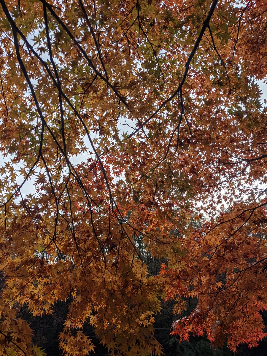 Autumn Maple Canopy in Yamakita, Kanagawa