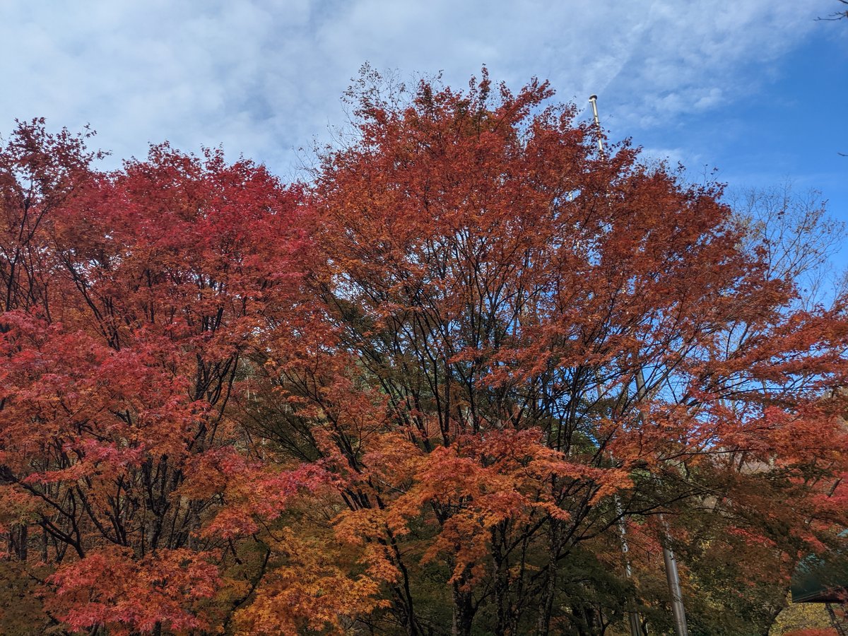 Autumn Maple Canopy in Yamakita, Kanagawa photo 2