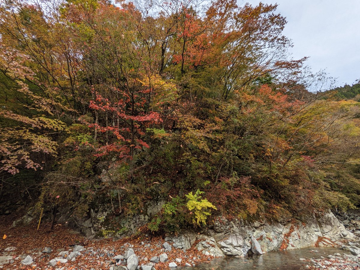 Autumn Forest Along the Kuma River, Yamakita