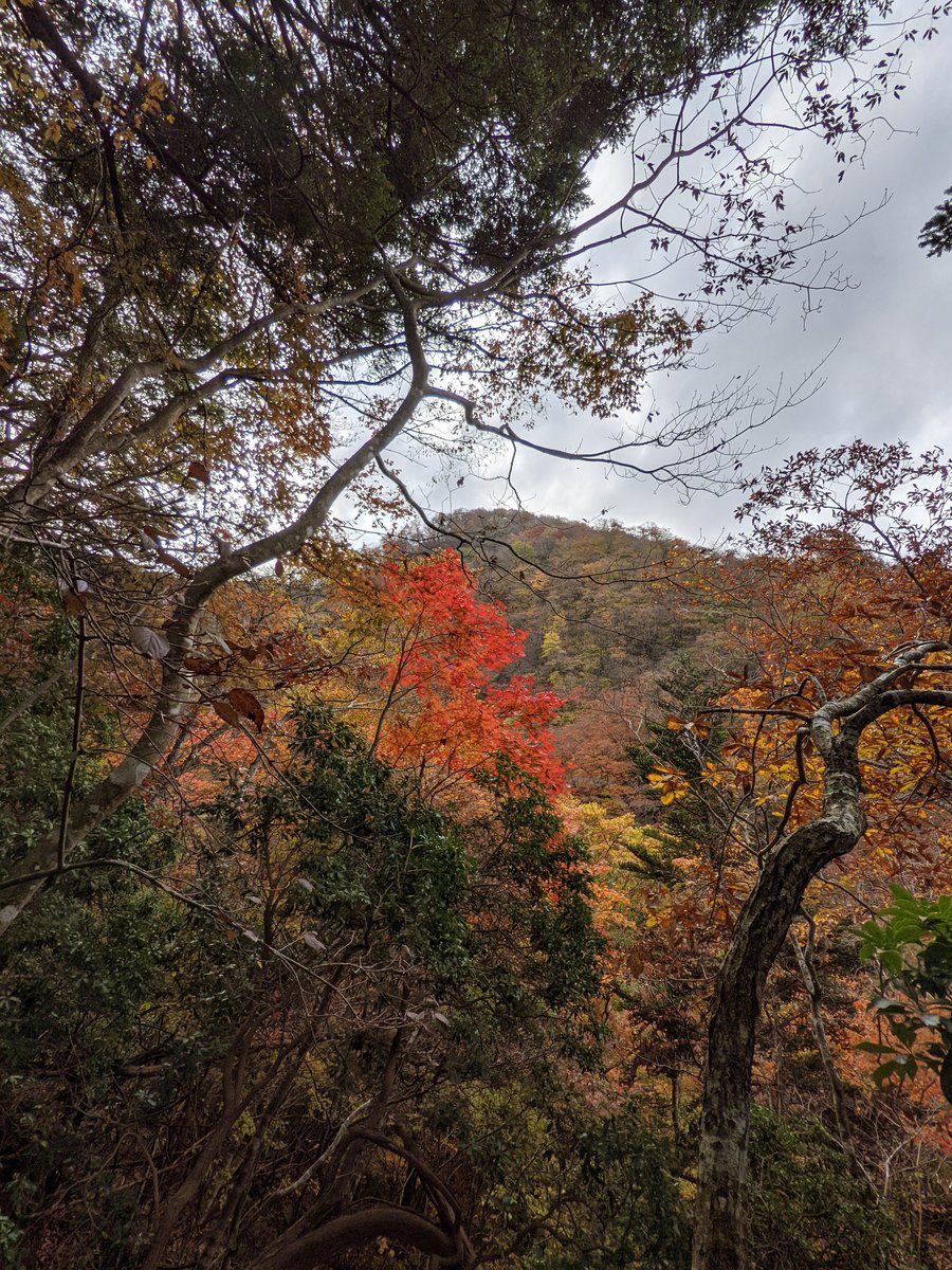 Autumn Forest Along the Kuma River, Yamakita photo 2