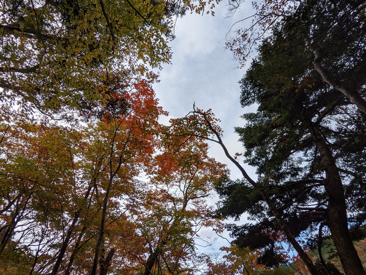 Autumn Forest Along the Kuma River, Yamakita photo 3