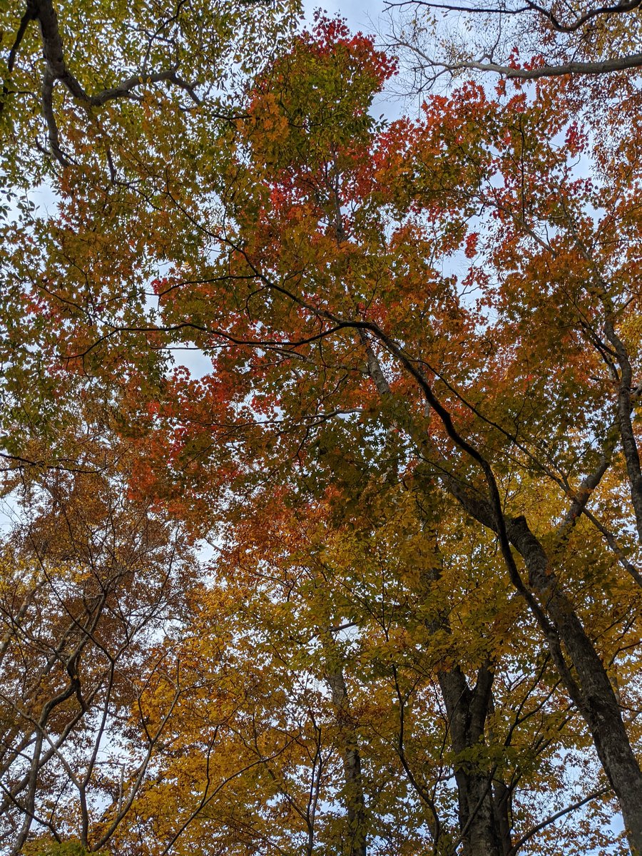 Autumn Forest Along the Kuma River, Yamakita photo 4