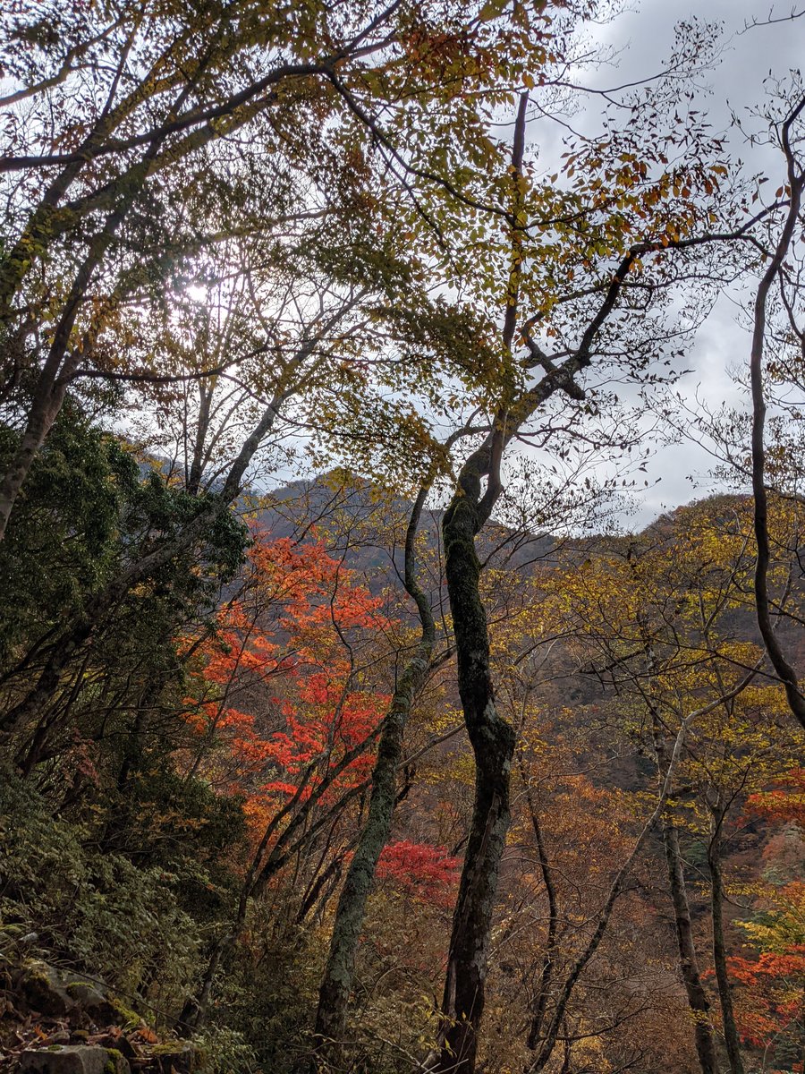 Autumn Forest Along the Kuma River, Yamakita photo 6