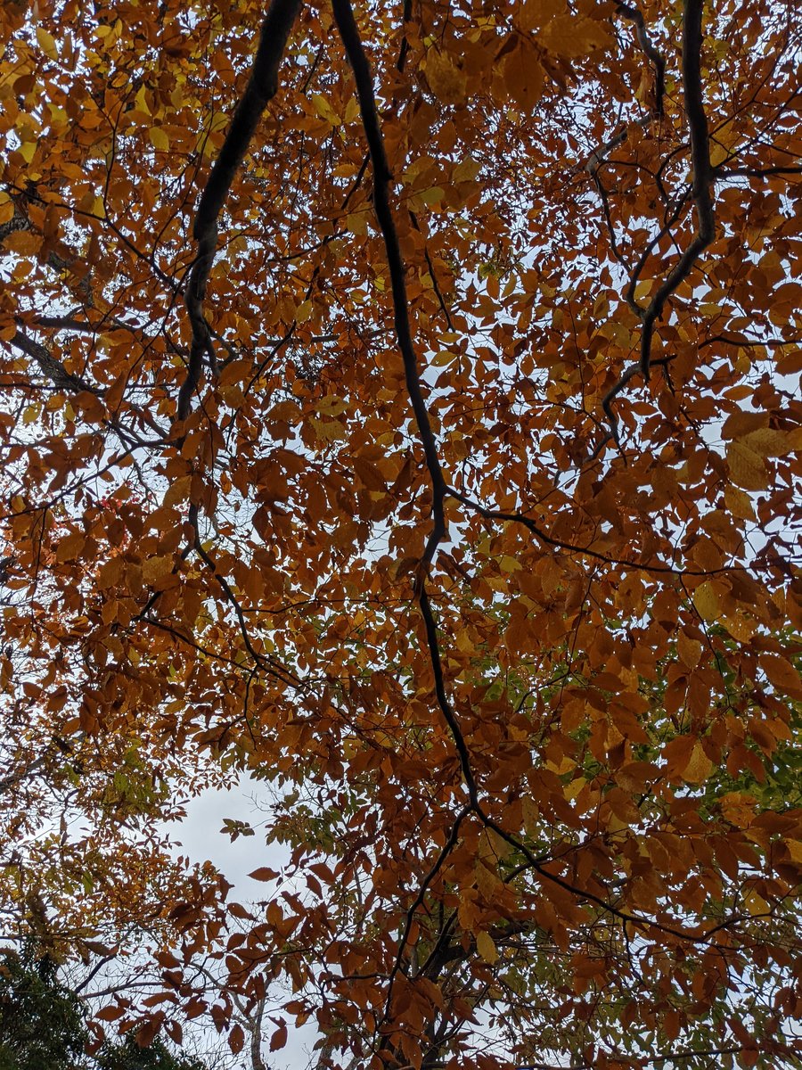 Autumn Forest Along the Kuma River, Yamakita photo 7