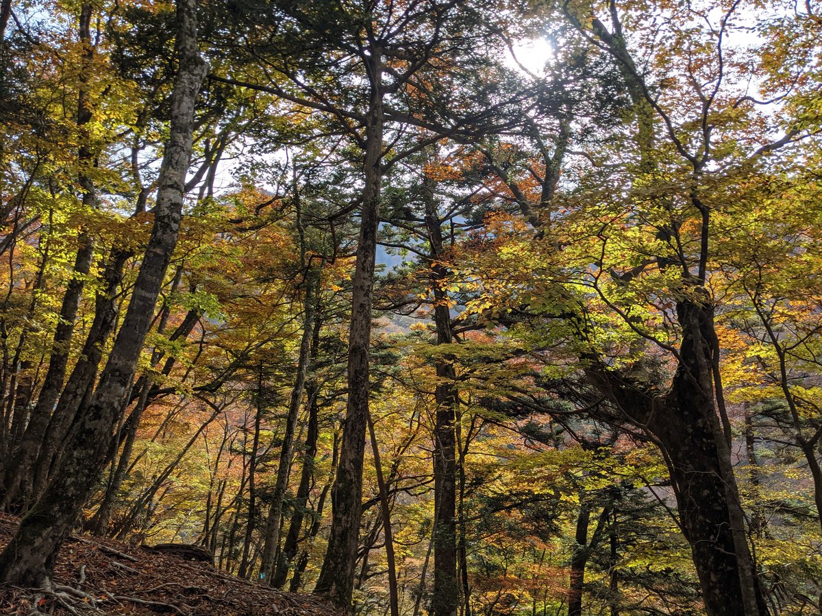 Autumn Forest Along the Kuma River, Yamakita photo 8