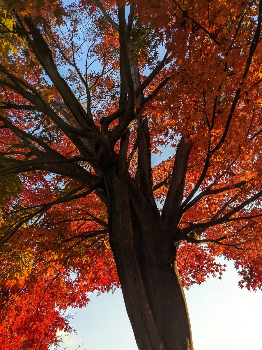Autumn Maple at Lake Kawaguchi, Yamanashi