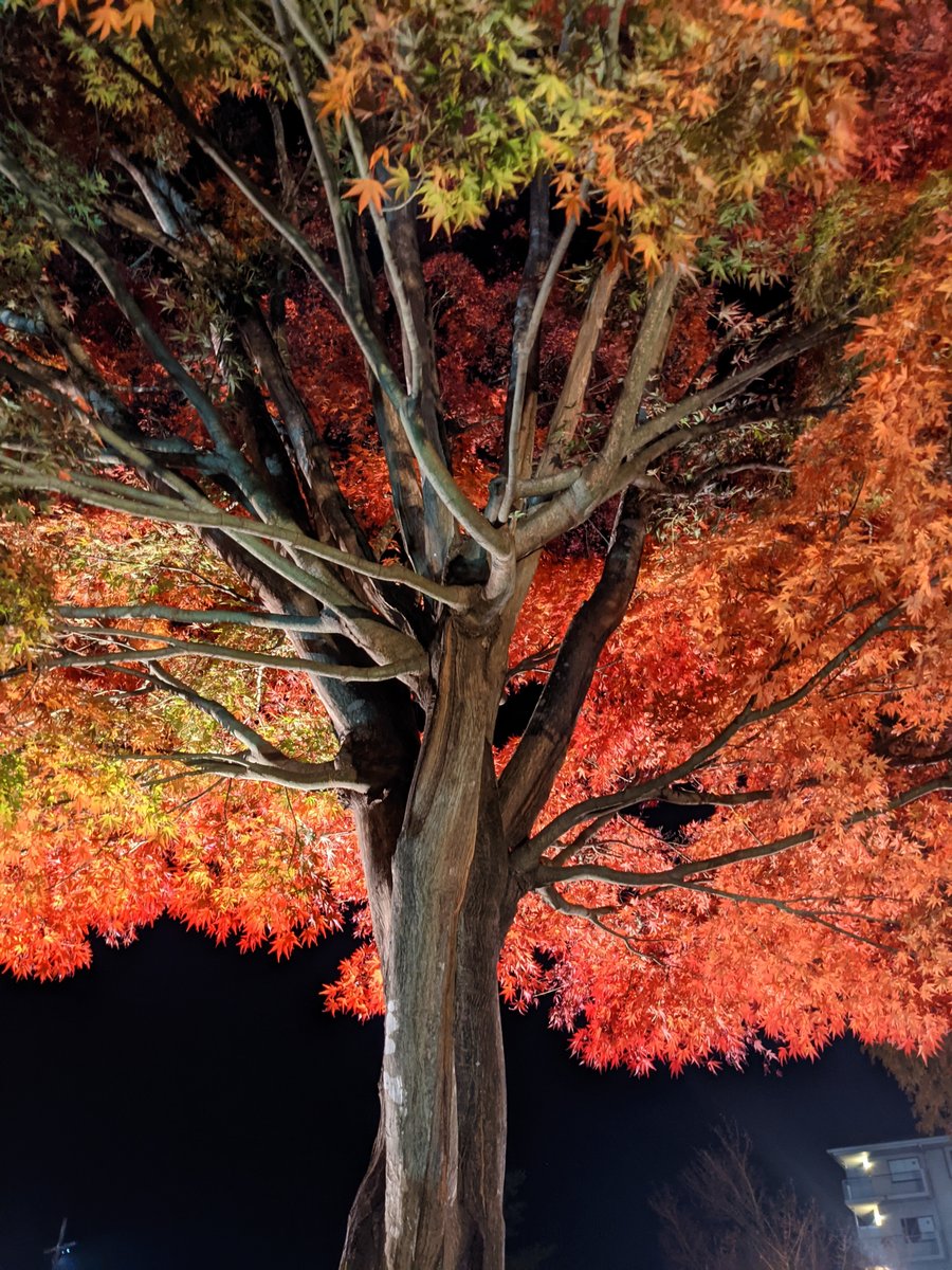 Autumn Maple at Lake Kawaguchi, Yamanashi photo 2