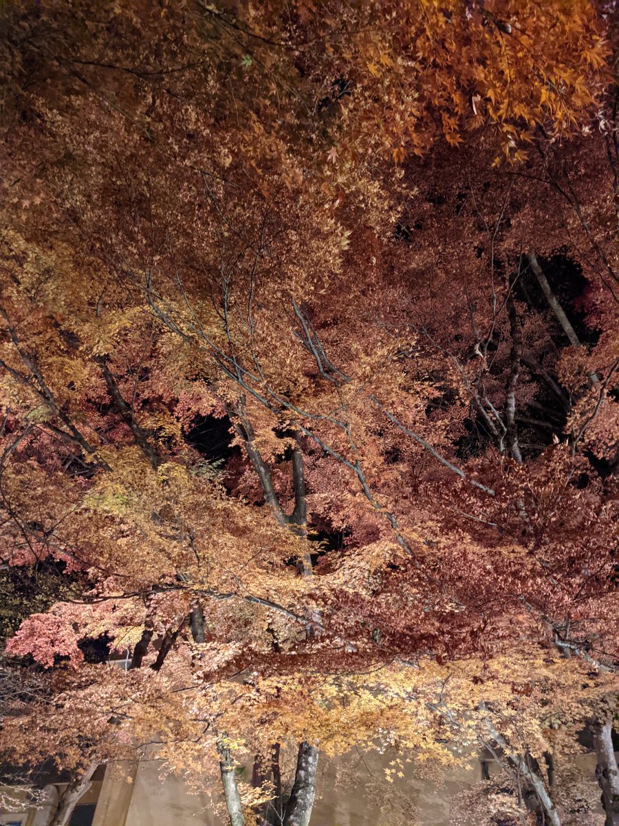 Autumn Leaves by Lake Kawaguchi at Night, Yamanashi