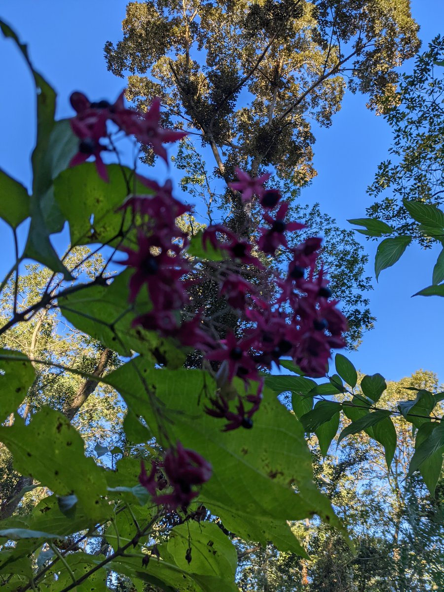 Mt. Kaimon Forest, Ibusuki – Late Autumn Blooms