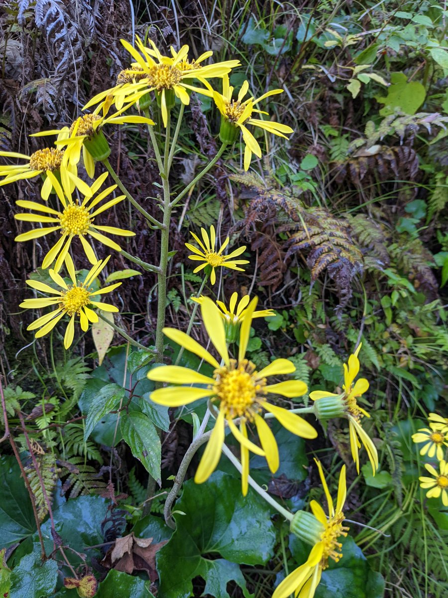 Mt. Kaimon Forest, Ibusuki – Late Autumn Blooms photo 2