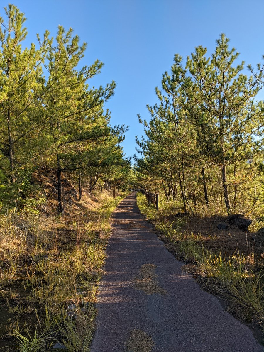 Forest Trail on Sakurajima, Kagoshima